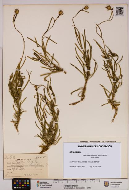 Haplopappus linifolius [Espécimen: UDEC:CONC:0101903]