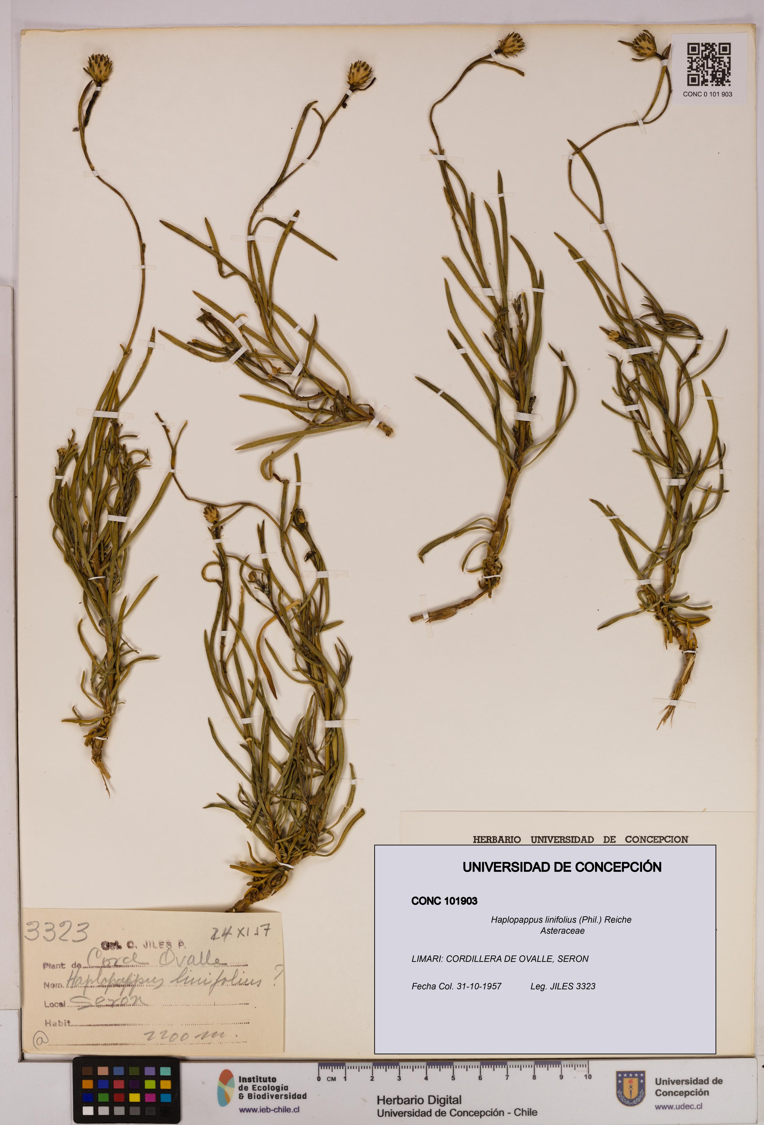 Haplopappus linifolius [Espécimen: UDEC:CONC:0101903]