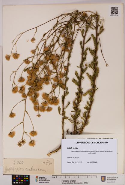 Haplopappus cerberoanus subsp. cerberoanus [Espécimen: UDEC:CONC:0101904]