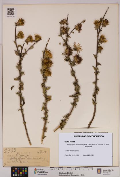 Haplopappus mucronatus [Espécimen: UDEC:CONC:0101905]