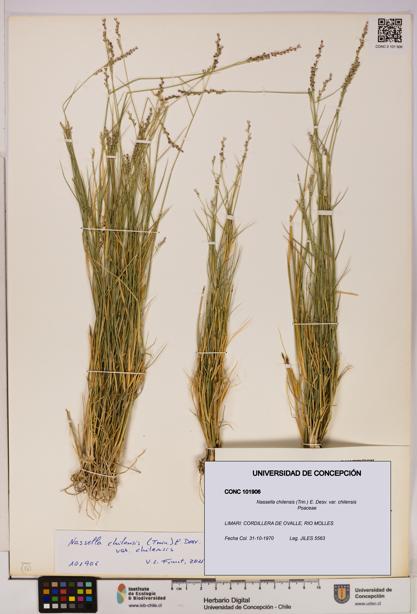 Nassella chilensis [Espécimen: UDEC:CONC:0101906]