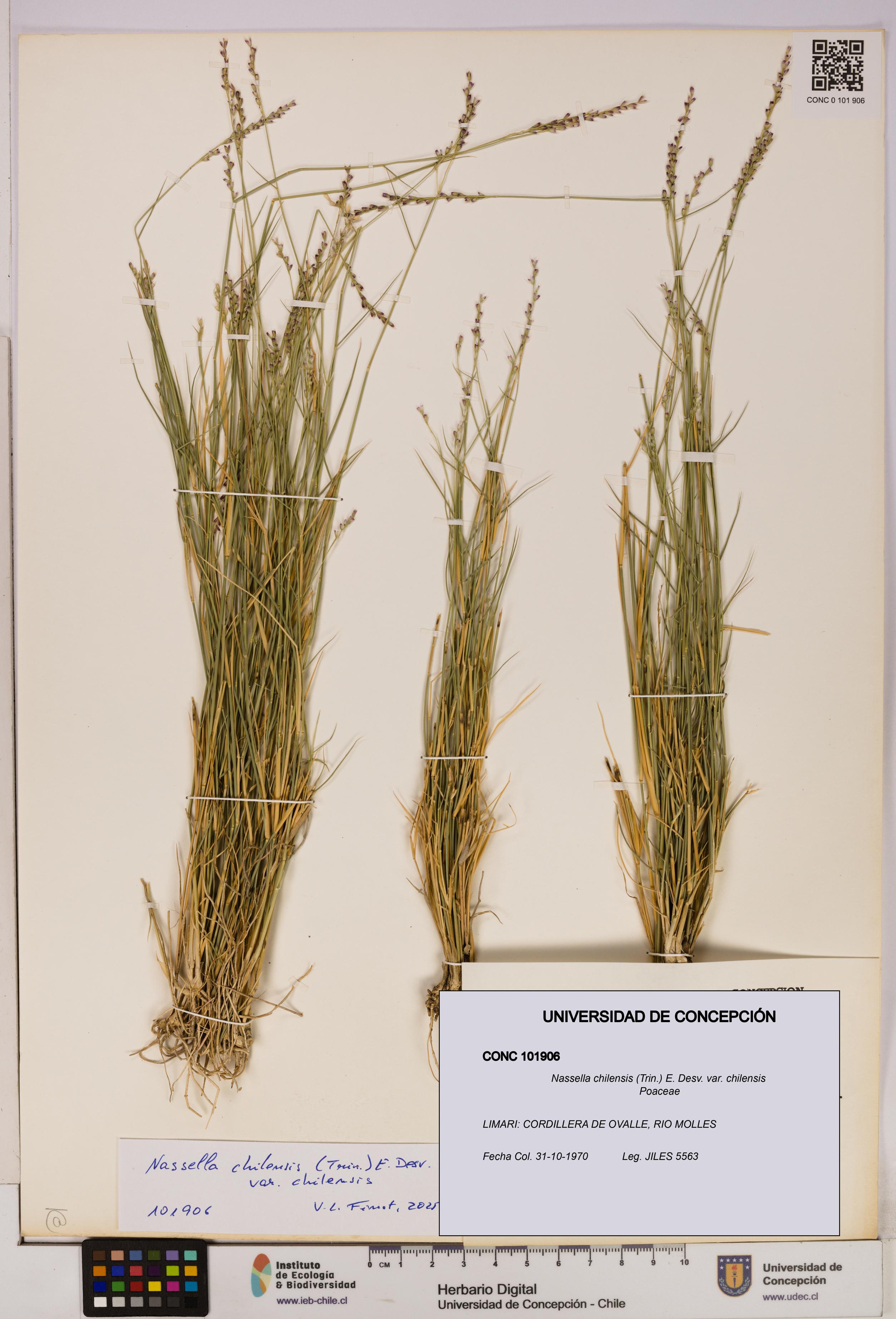 Nassella chilensis [Espécimen: UDEC:CONC:0101906]
