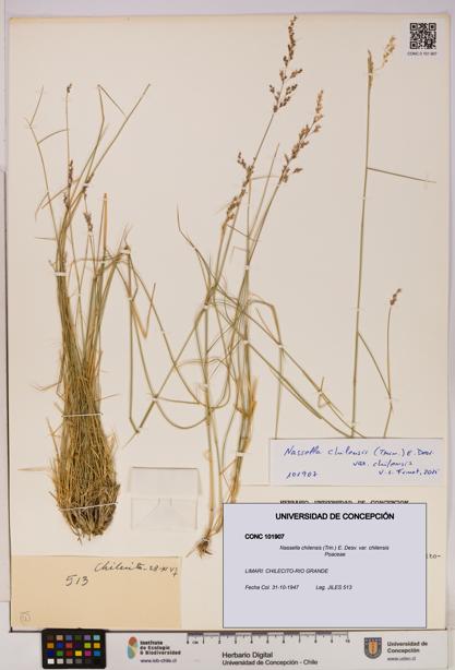 Nassella chilensis [Espécimen: UDEC:CONC:0101907]