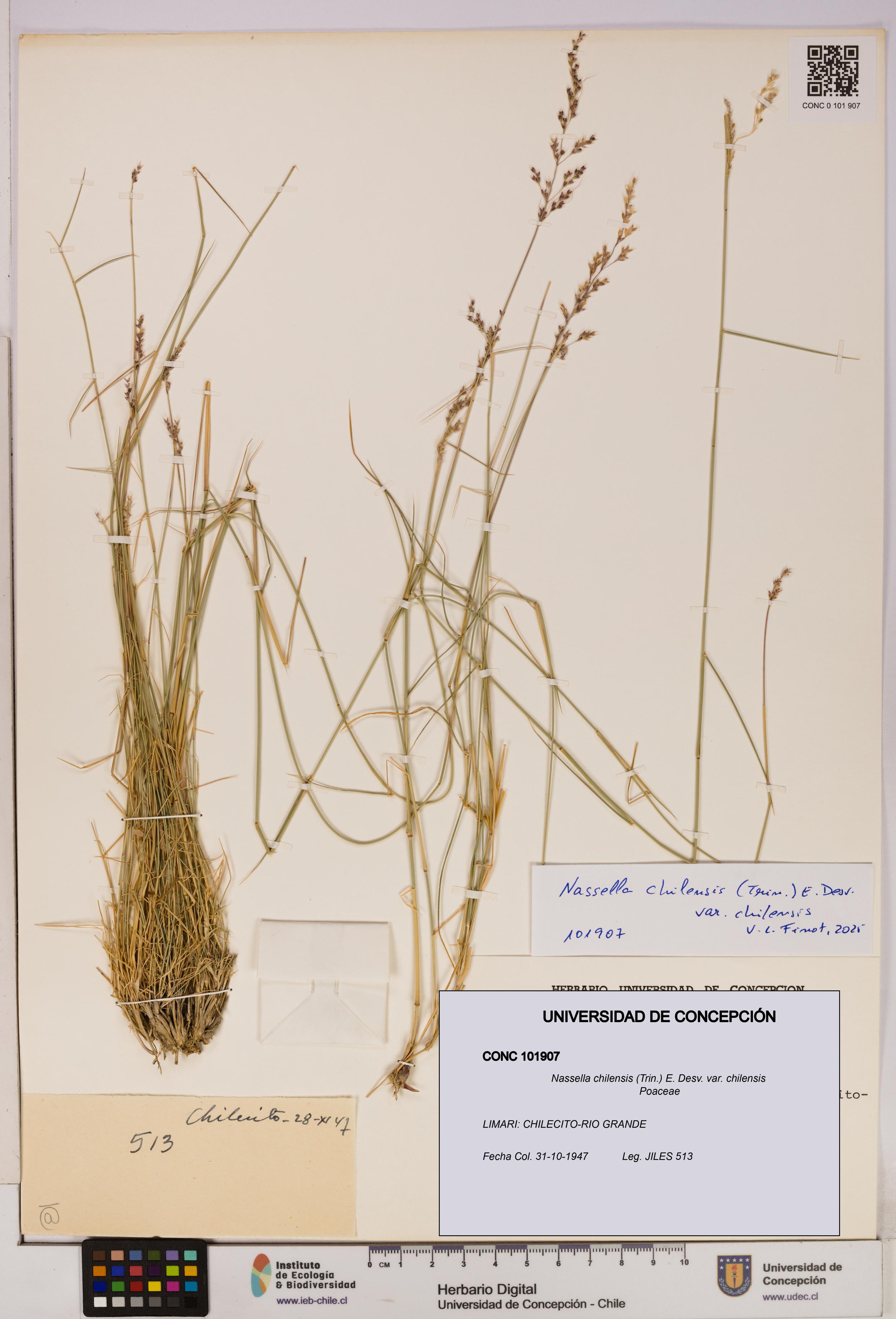 Nassella chilensis [Espécimen: UDEC:CONC:0101907]