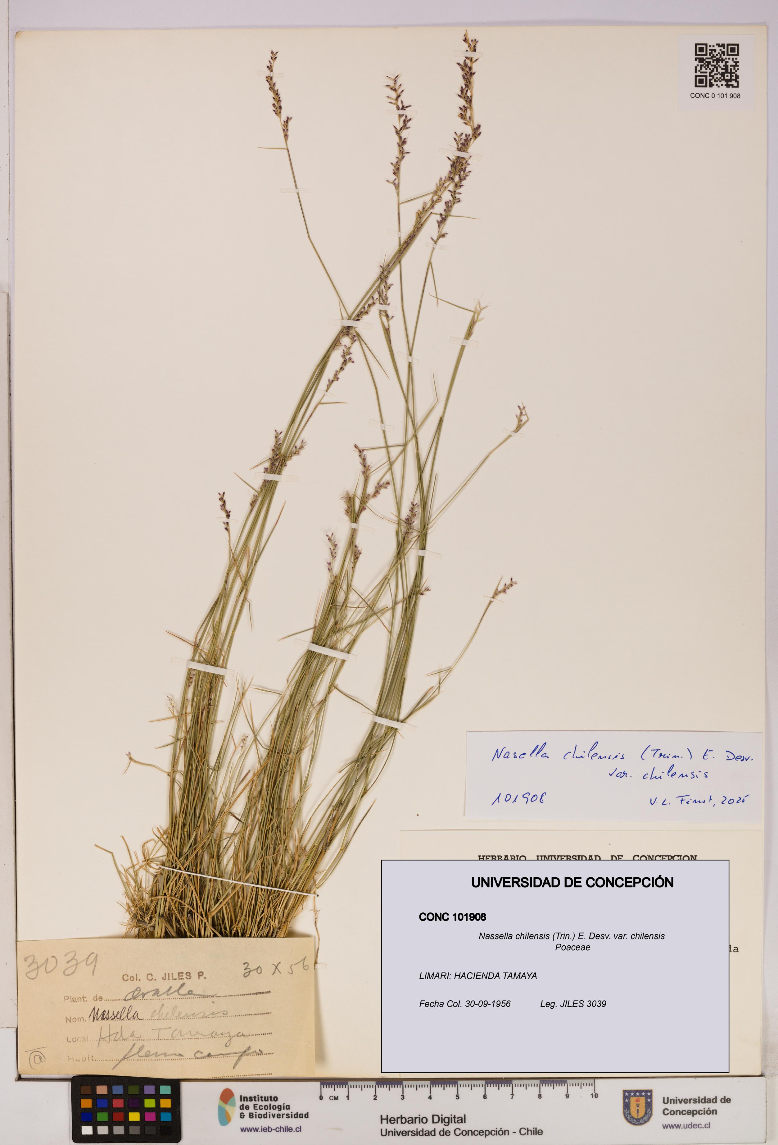 Nassella chilensis [Espécimen: UDEC:CONC:0101908]