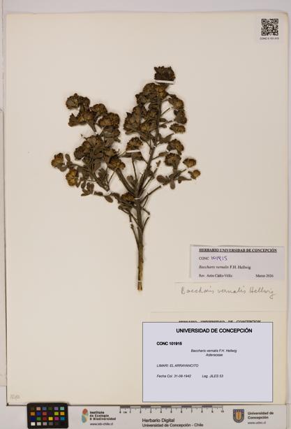 Baccharis vernalis [Espécimen: UDEC:CONC:0101915]