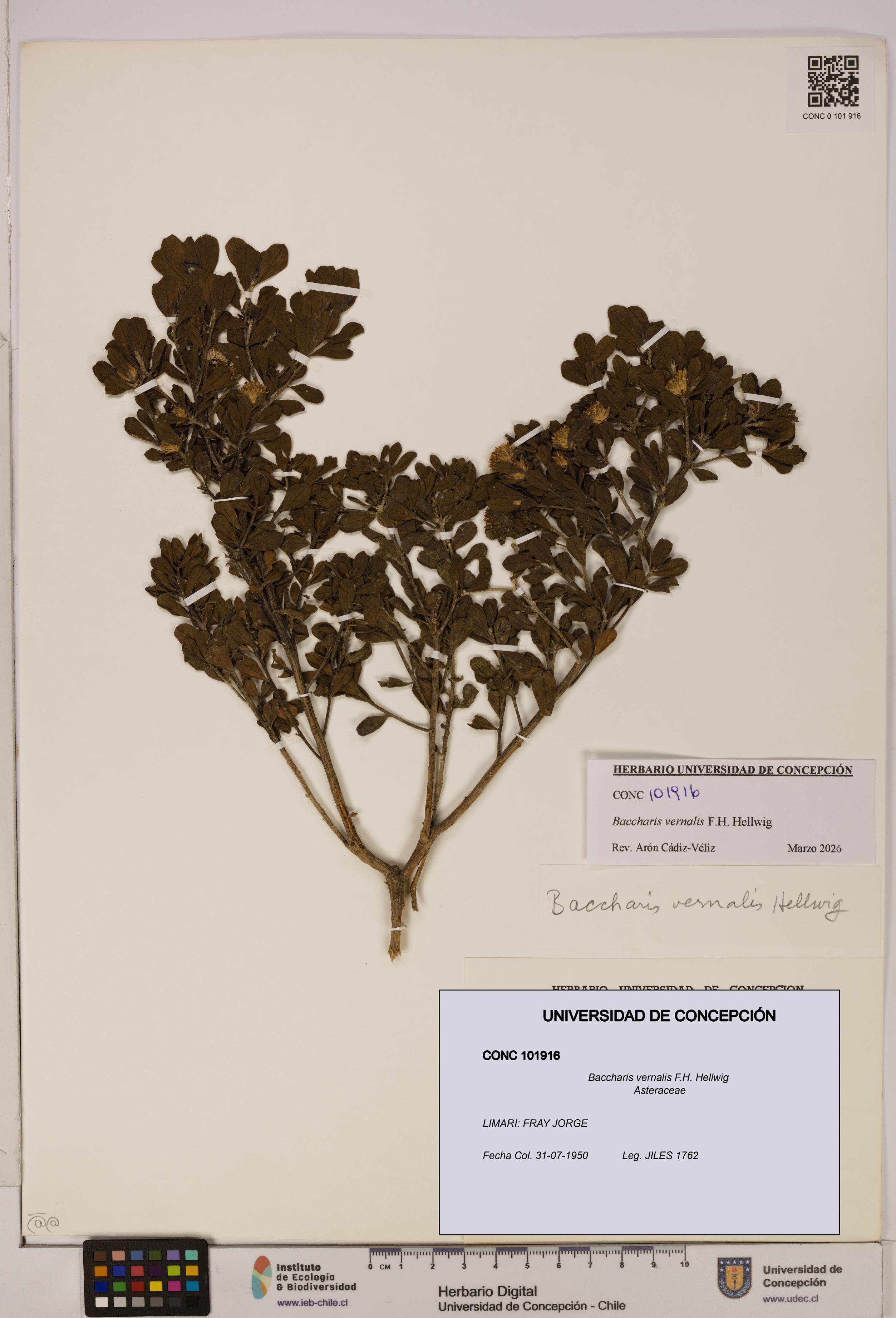 Baccharis vernalis [Espécimen: UDEC:CONC:0101916]