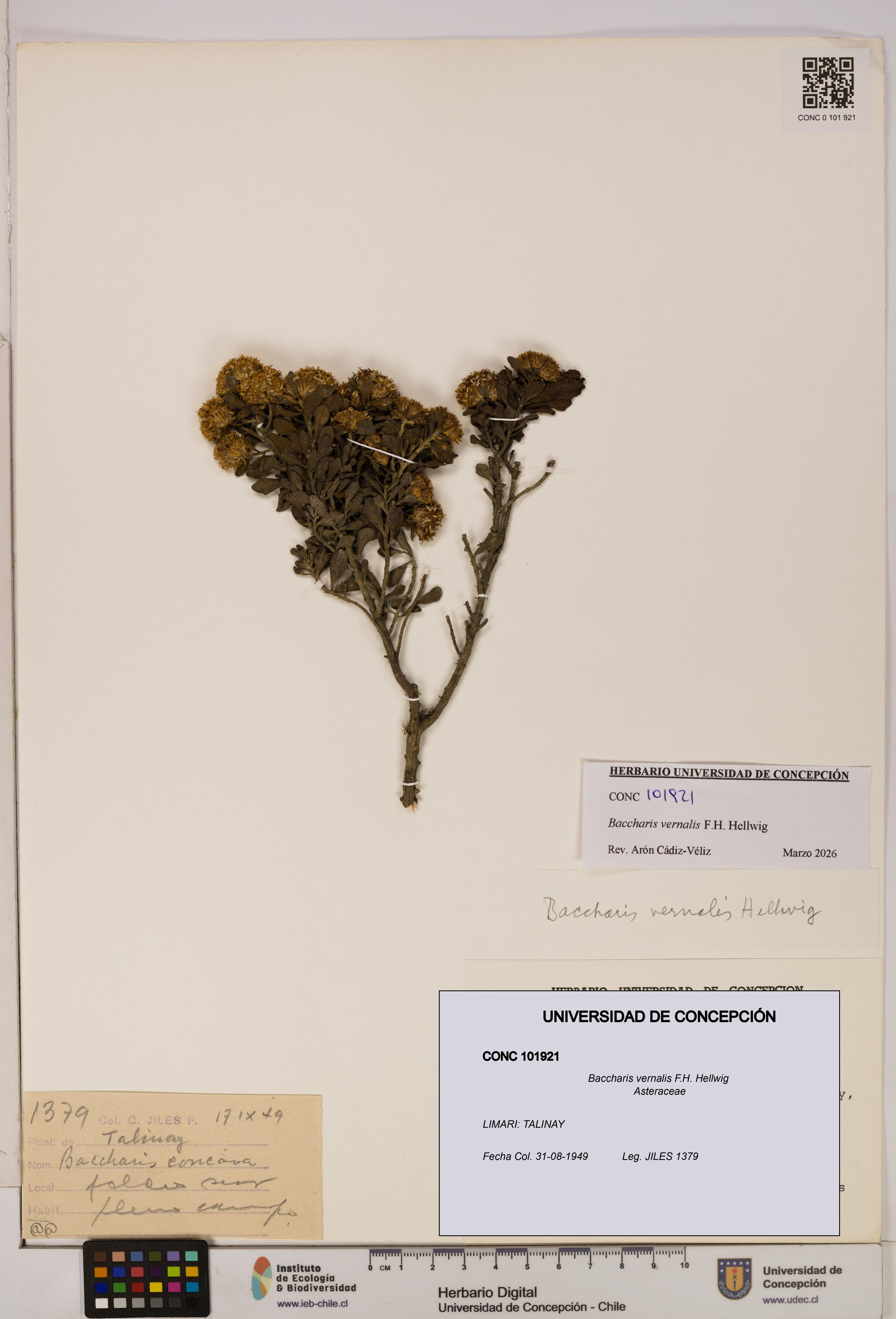 Baccharis vernalis [Espécimen: UDEC:CONC:0101921]