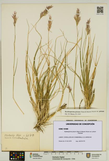 Rytidosperma pictum var. pictum [Espécimen: UDEC:CONC:0101935]