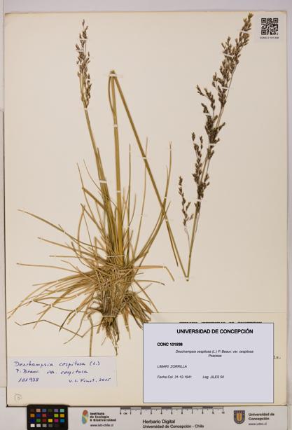 Deschampsia cespitosa var. cespitosa [Espécimen: UDEC:CONC:0101938]