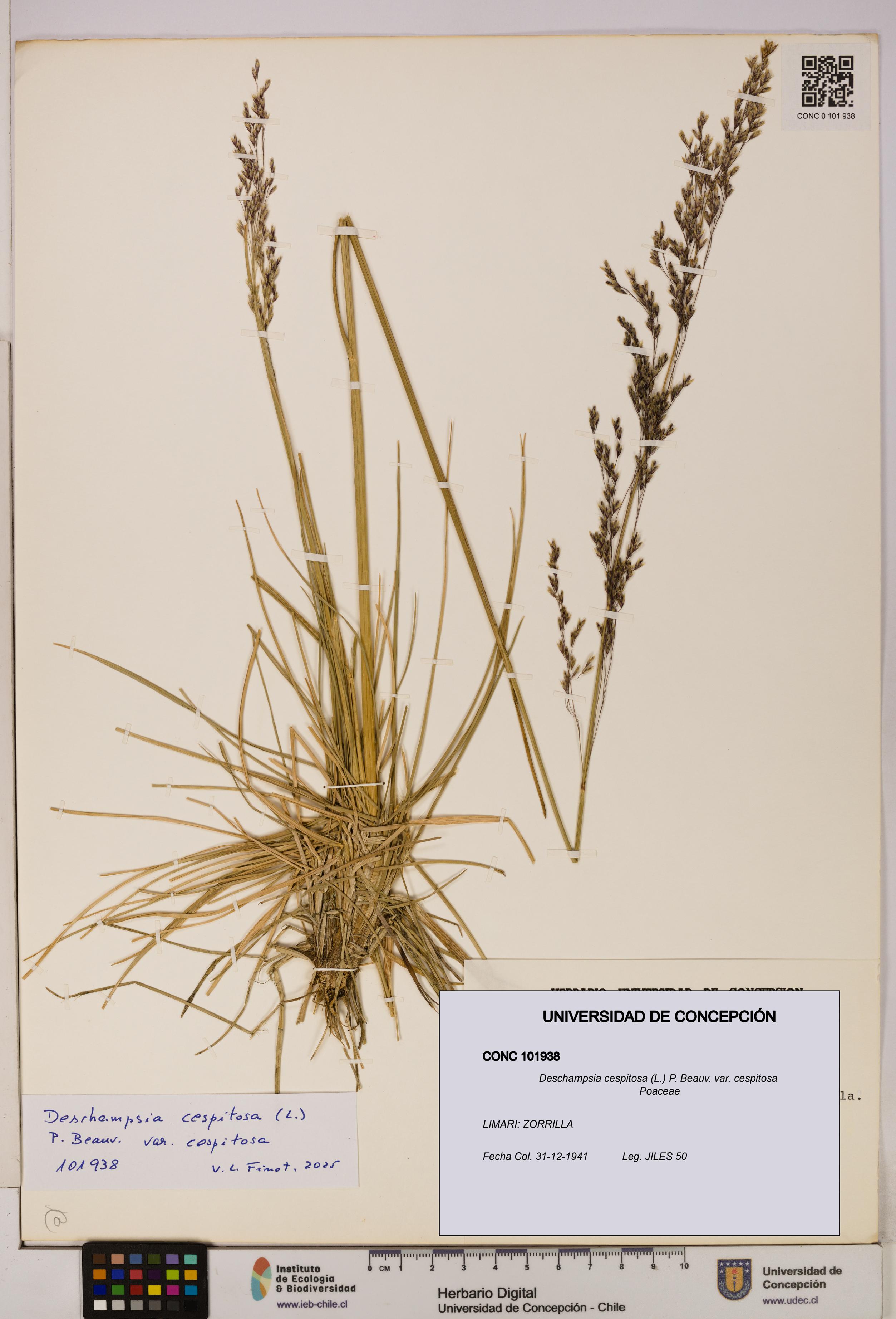 Deschampsia cespitosa var. cespitosa [Espécimen: UDEC:CONC:0101938]