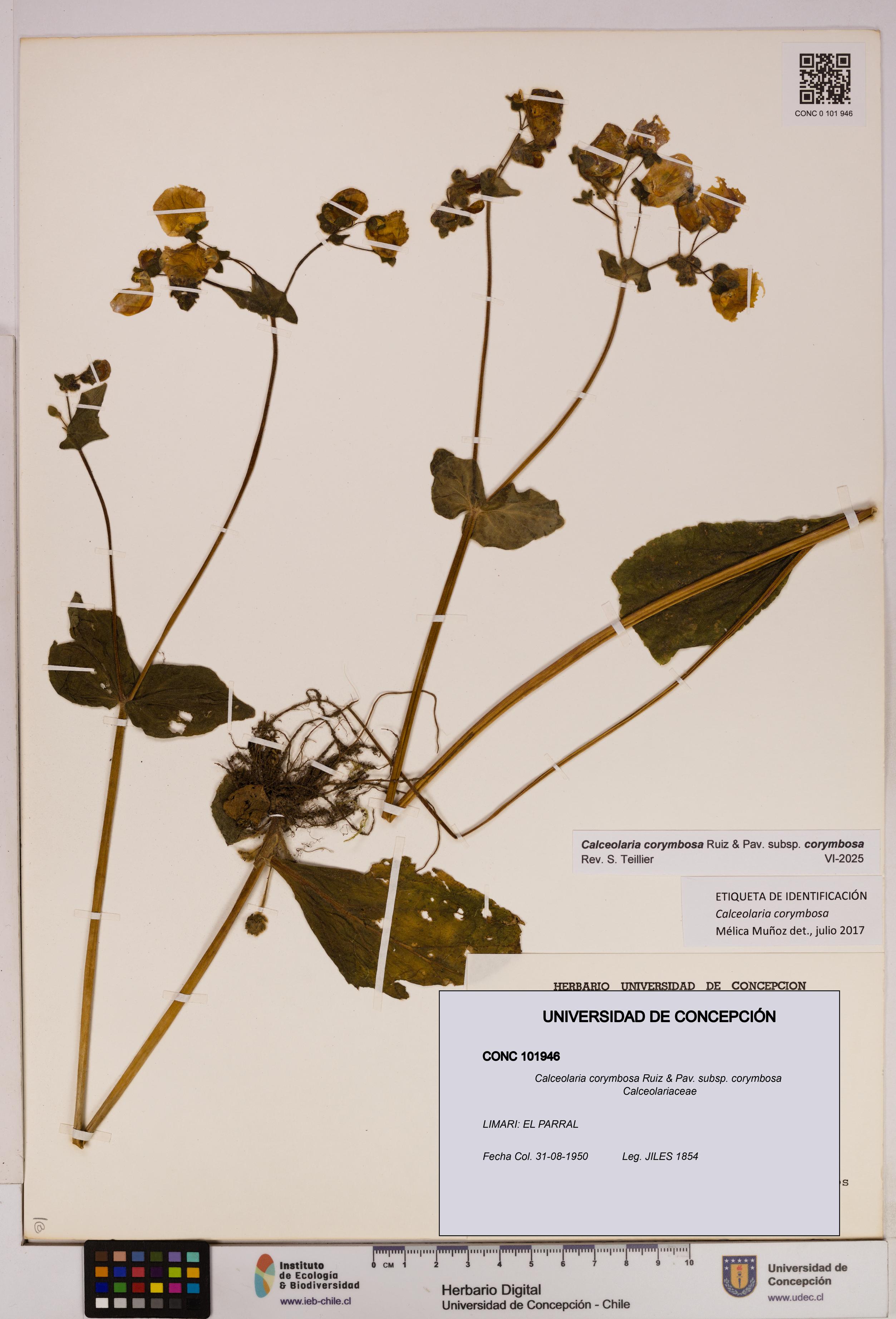 Calceolaria corymbosa [Espécimen: UDEC:CONC:0101946]