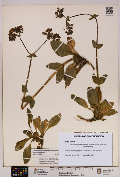 Calceolaria glandulosa [Espécimen: UDEC:CONC:0101947]