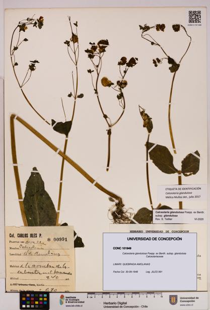 Calceolaria glandulosa [Espécimen: UDEC:CONC:0101949]