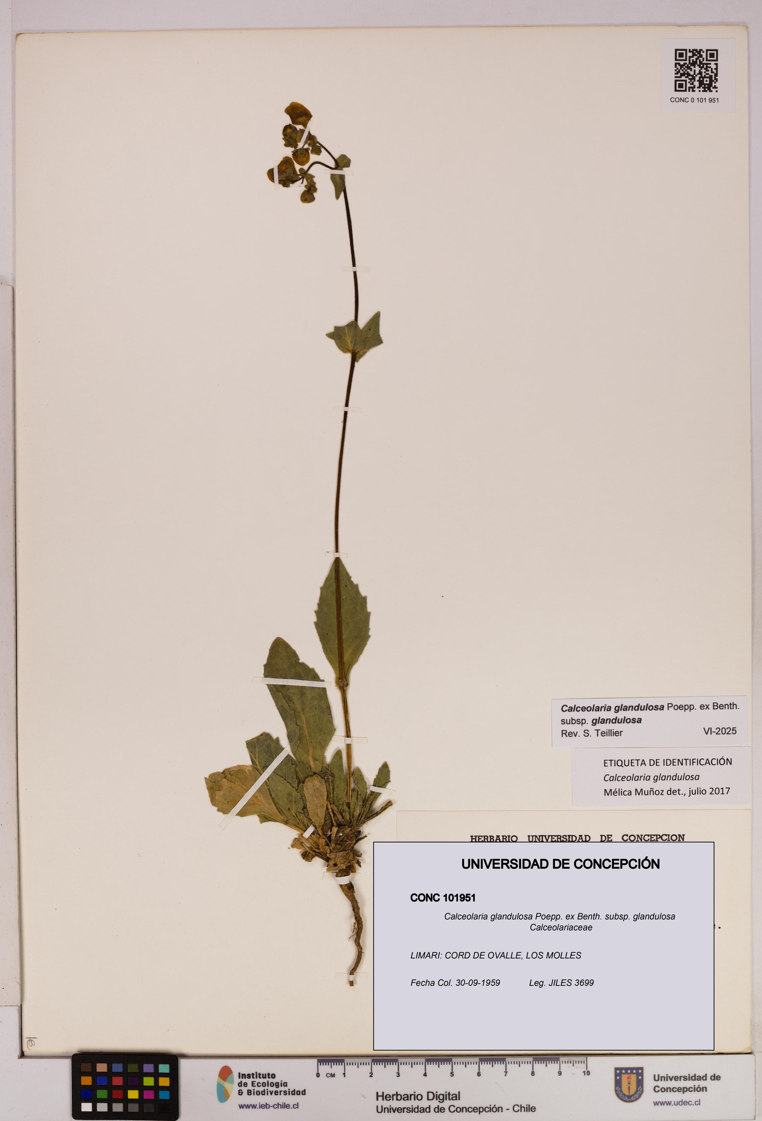 Calceolaria glandulosa [Espécimen: UDEC:CONC:0101951]