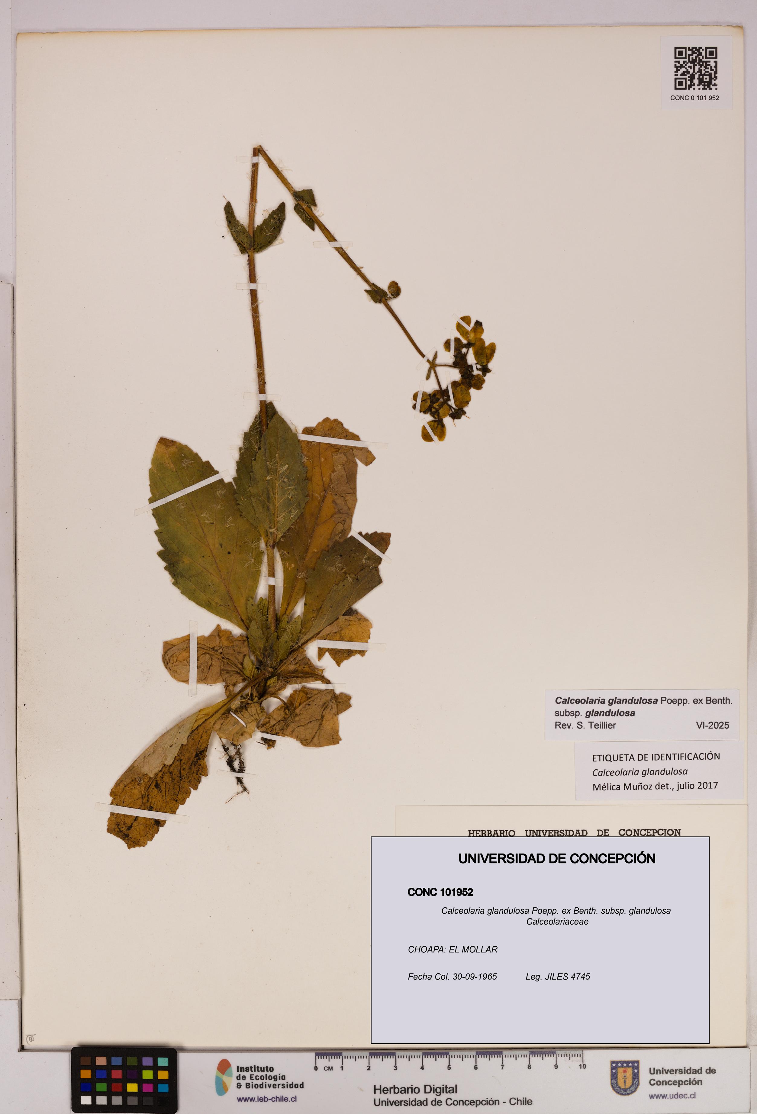 Calceolaria glandulosa [Espécimen: UDEC:CONC:0101952]