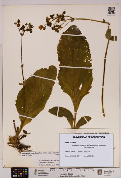 Calceolaria corymbosa [Espécimen: UDEC:CONC:0101953]