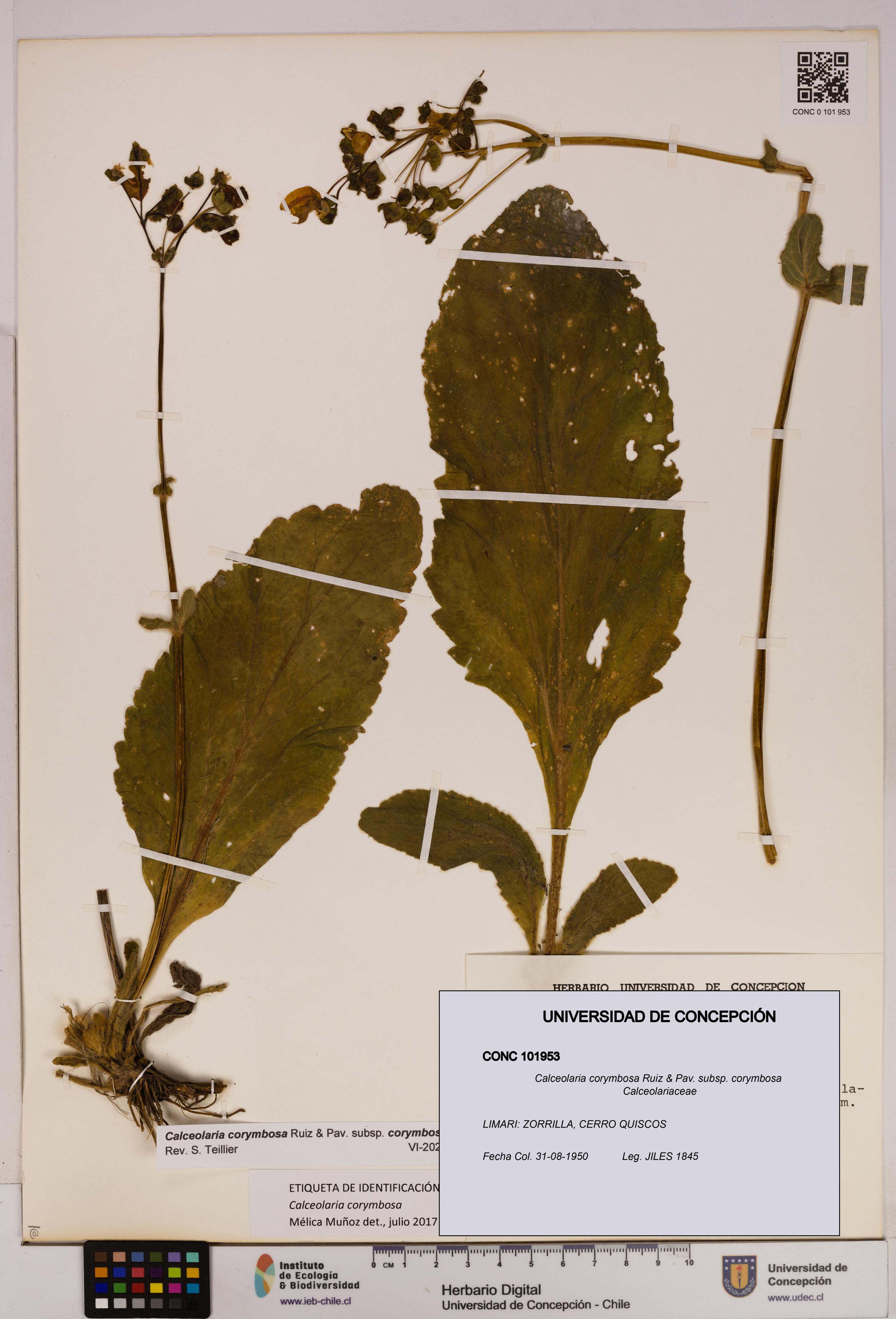 Calceolaria corymbosa [Espécimen: UDEC:CONC:0101953]