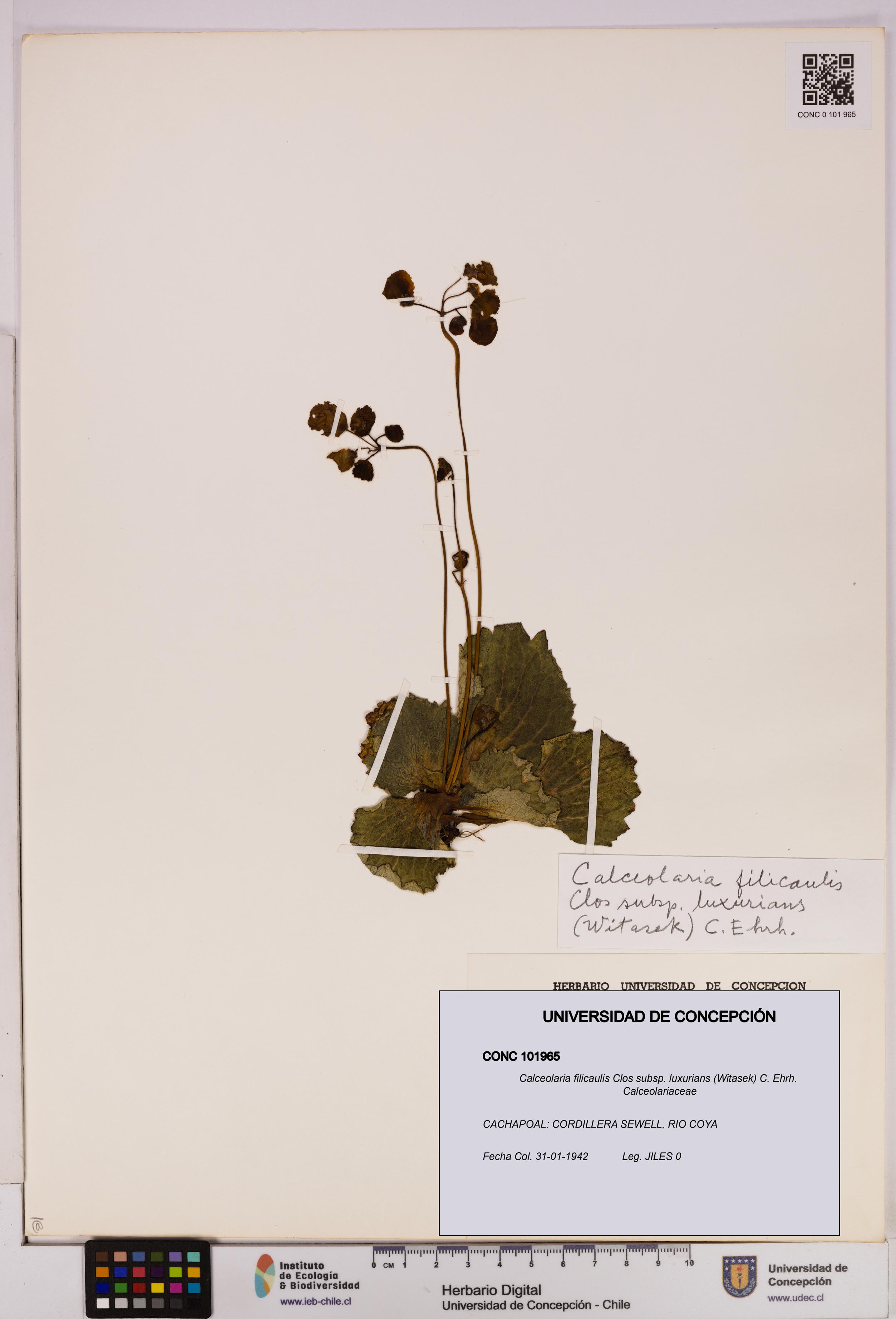 Calceolaria filicaulis [Espécimen: UDEC:CONC:0101965]