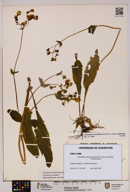 Calceolaria corymbosa [Espécimen: UDEC:CONC:0101968]
