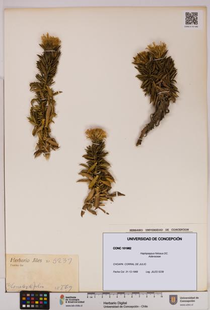 Haplopappus foliosus [Espécimen: UDEC:CONC:0101982]