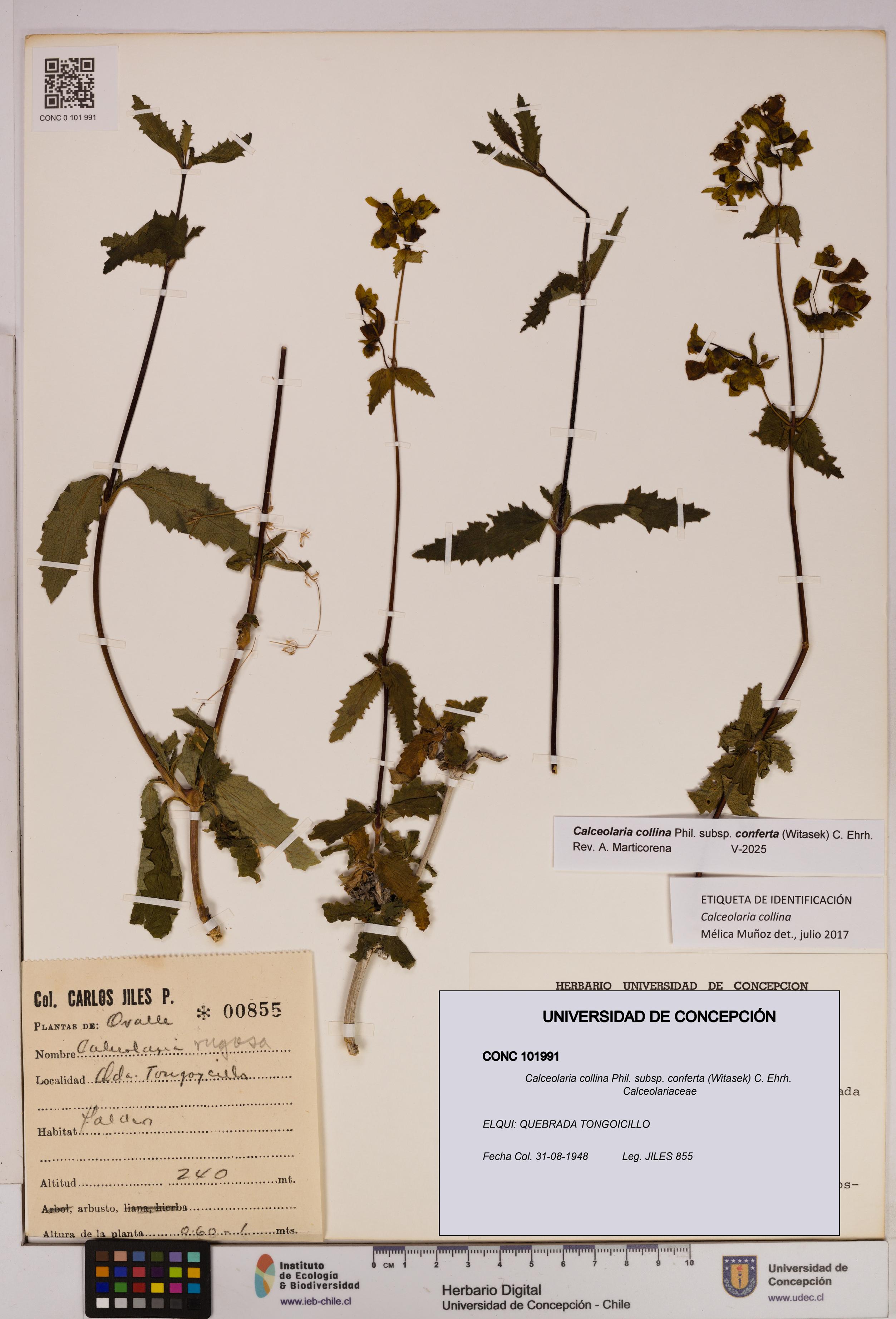 Calceolaria collina [Espécimen: UDEC:CONC:0101991]