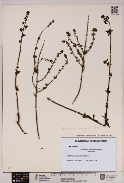 Ophryosporus triangularis [Espécimen: UDEC:CONC:0102008]