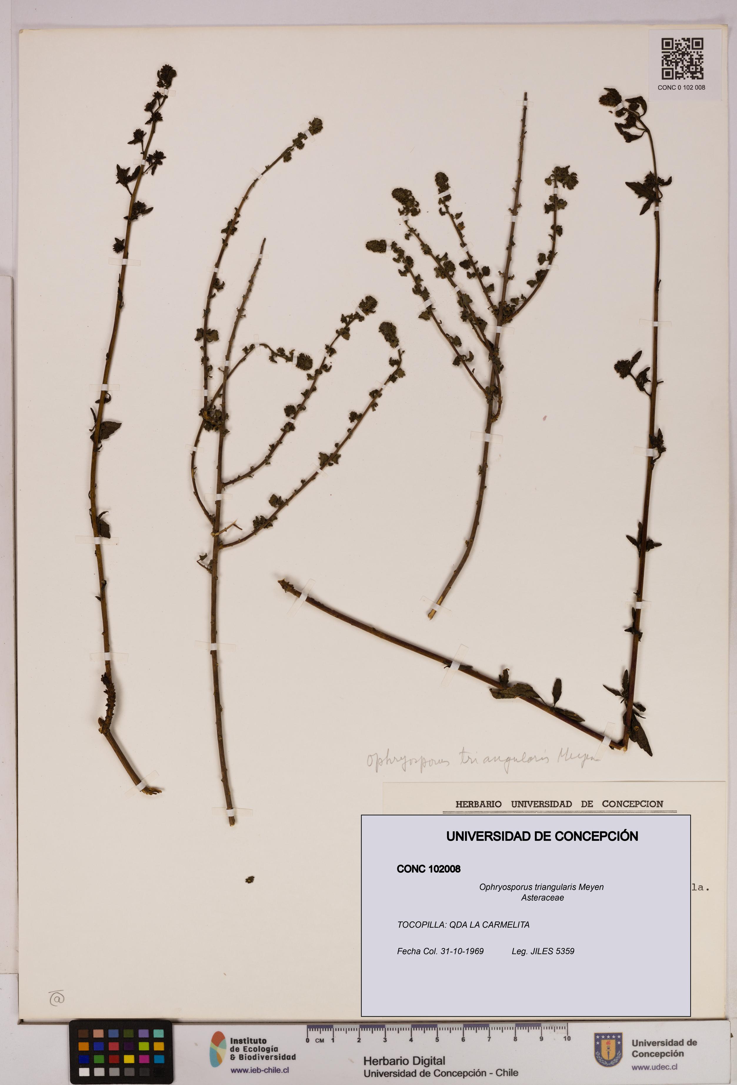 Ophryosporus triangularis [Espécimen: UDEC:CONC:0102008]