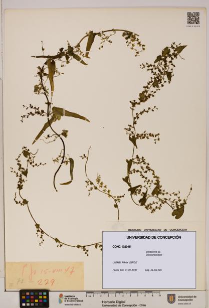 Dioscorea sp. [Espécimen: ]