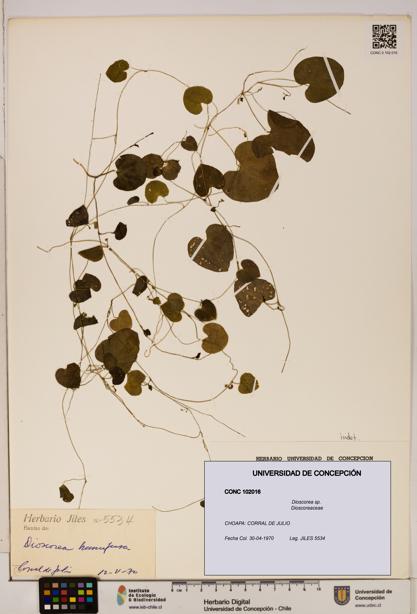 Dioscorea sp. [Espécimen: ]