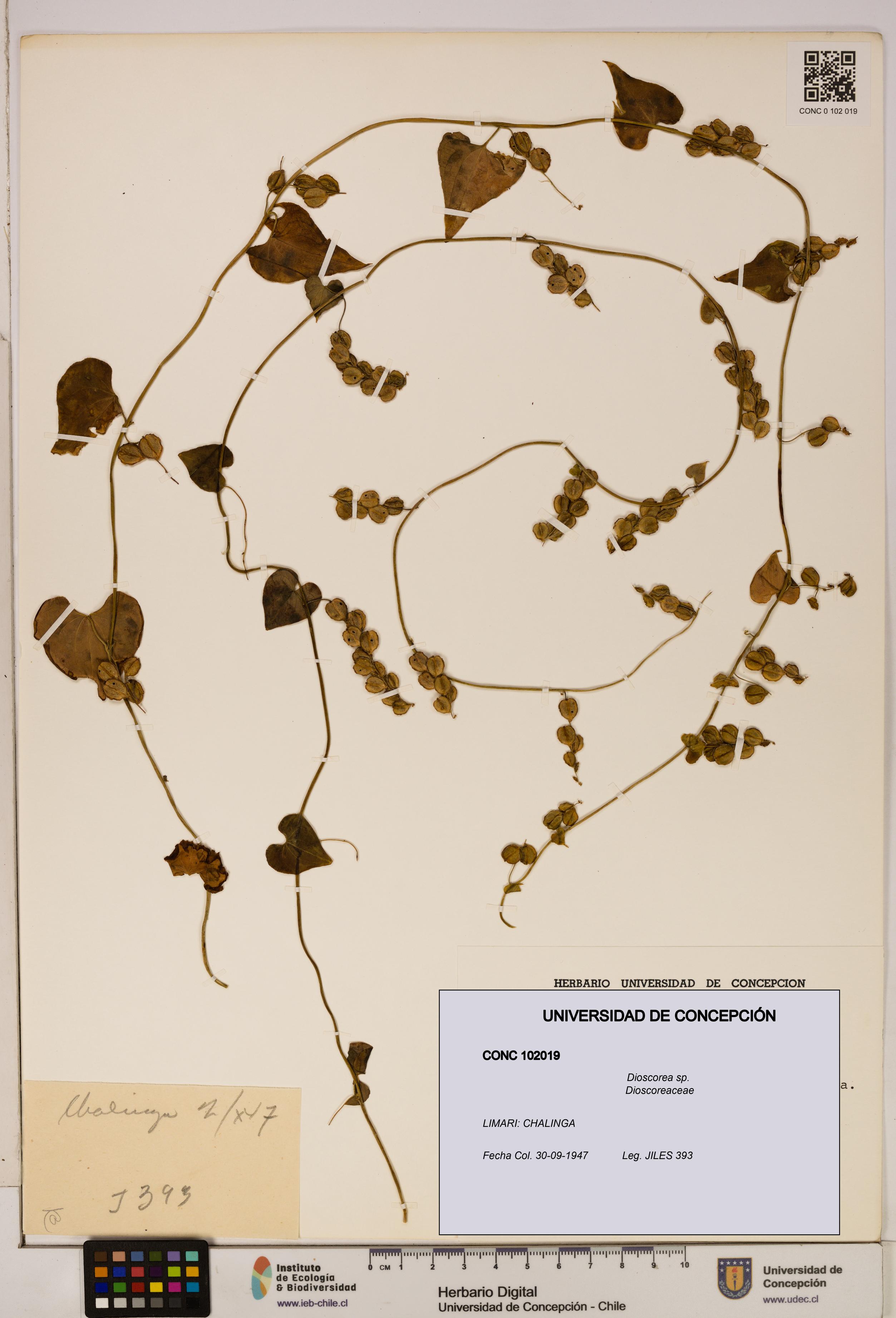 Dioscorea sp. [Espécimen: ]