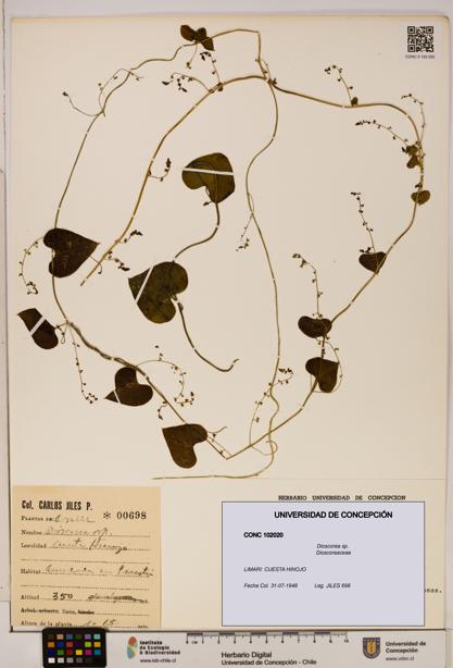 Dioscorea sp. [Espécimen: ]