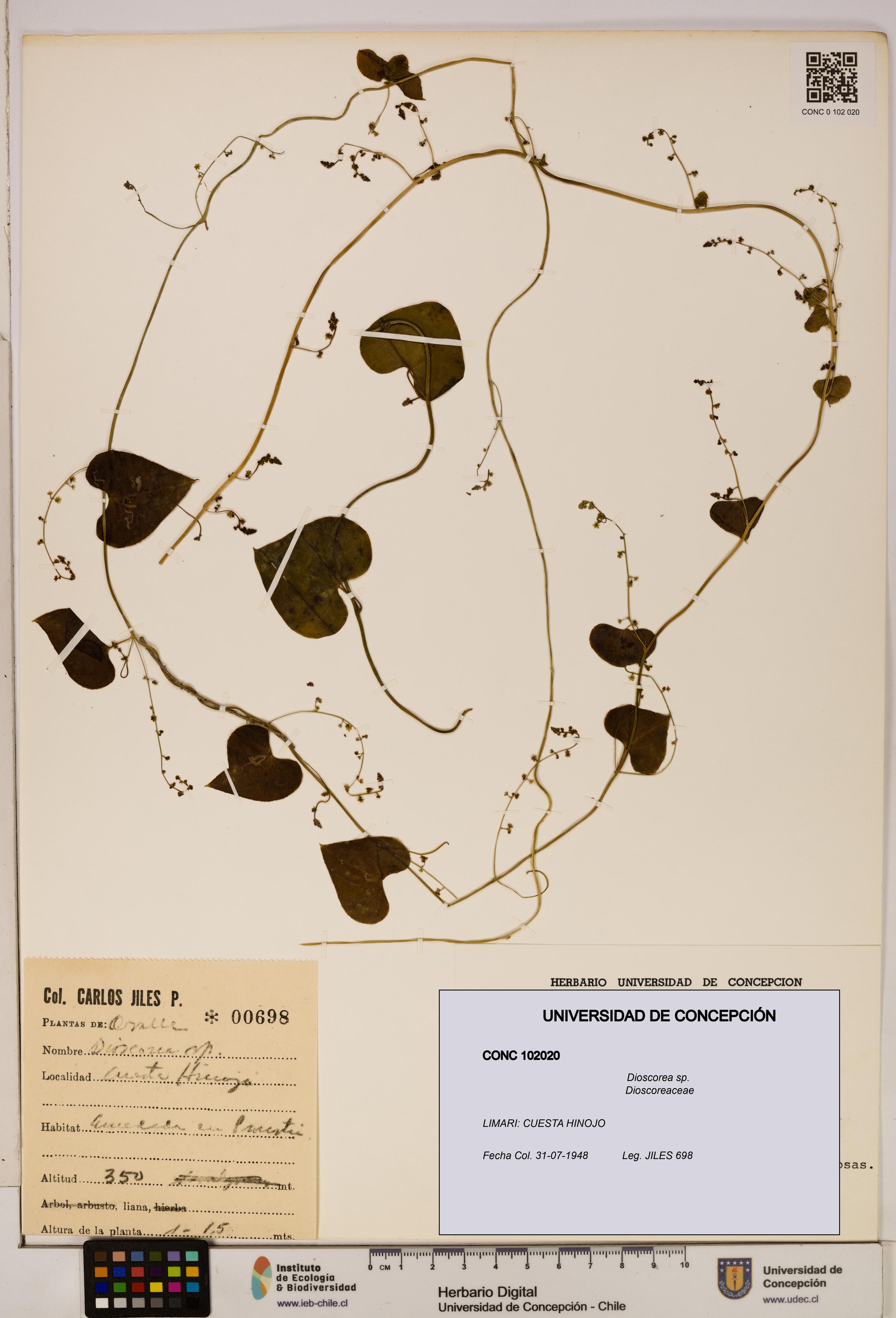 Dioscorea sp. [Espécimen: ]