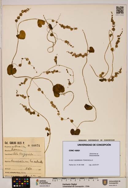 Dioscorea sp. [Espécimen: ]