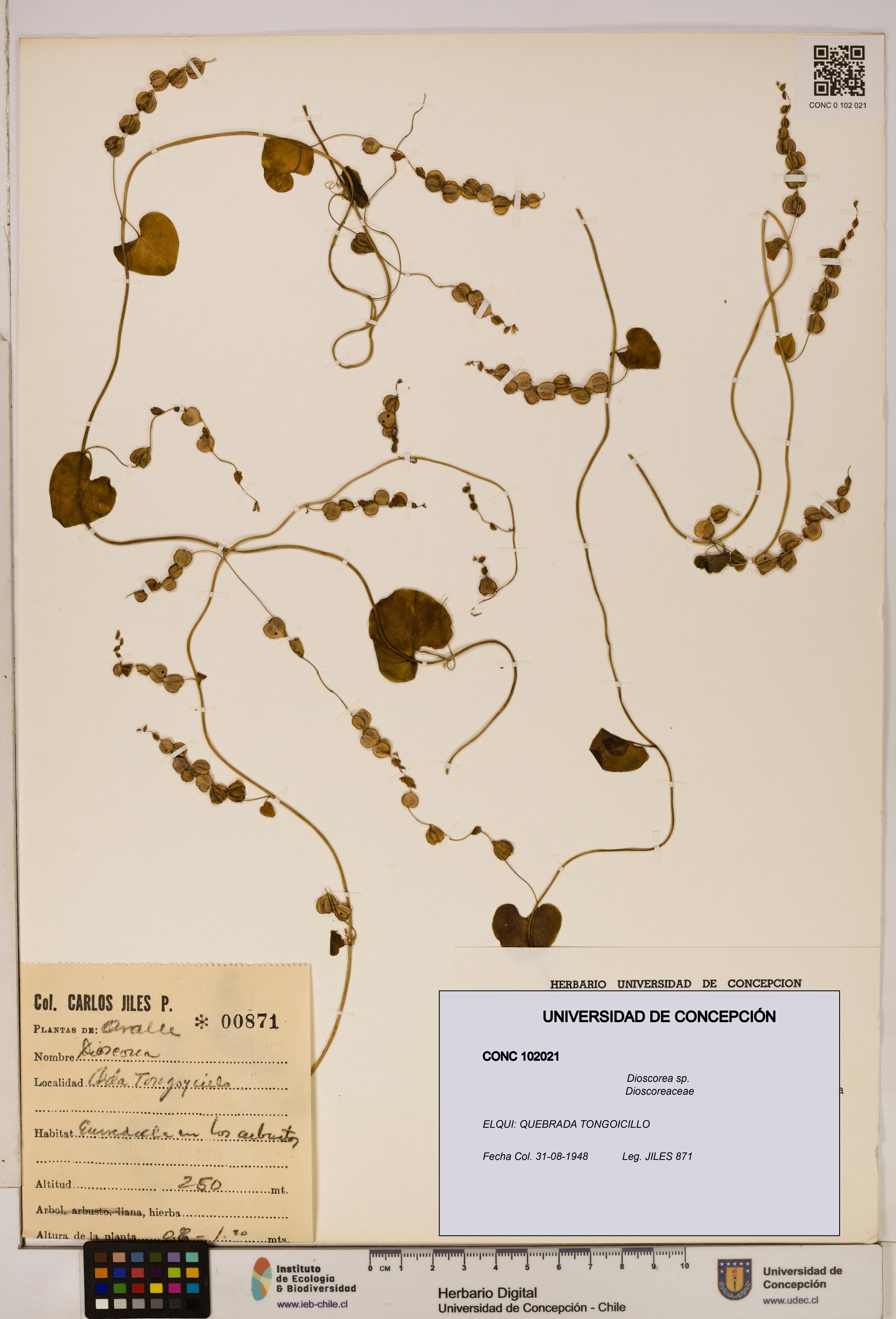 Dioscorea sp. [Espécimen: ]