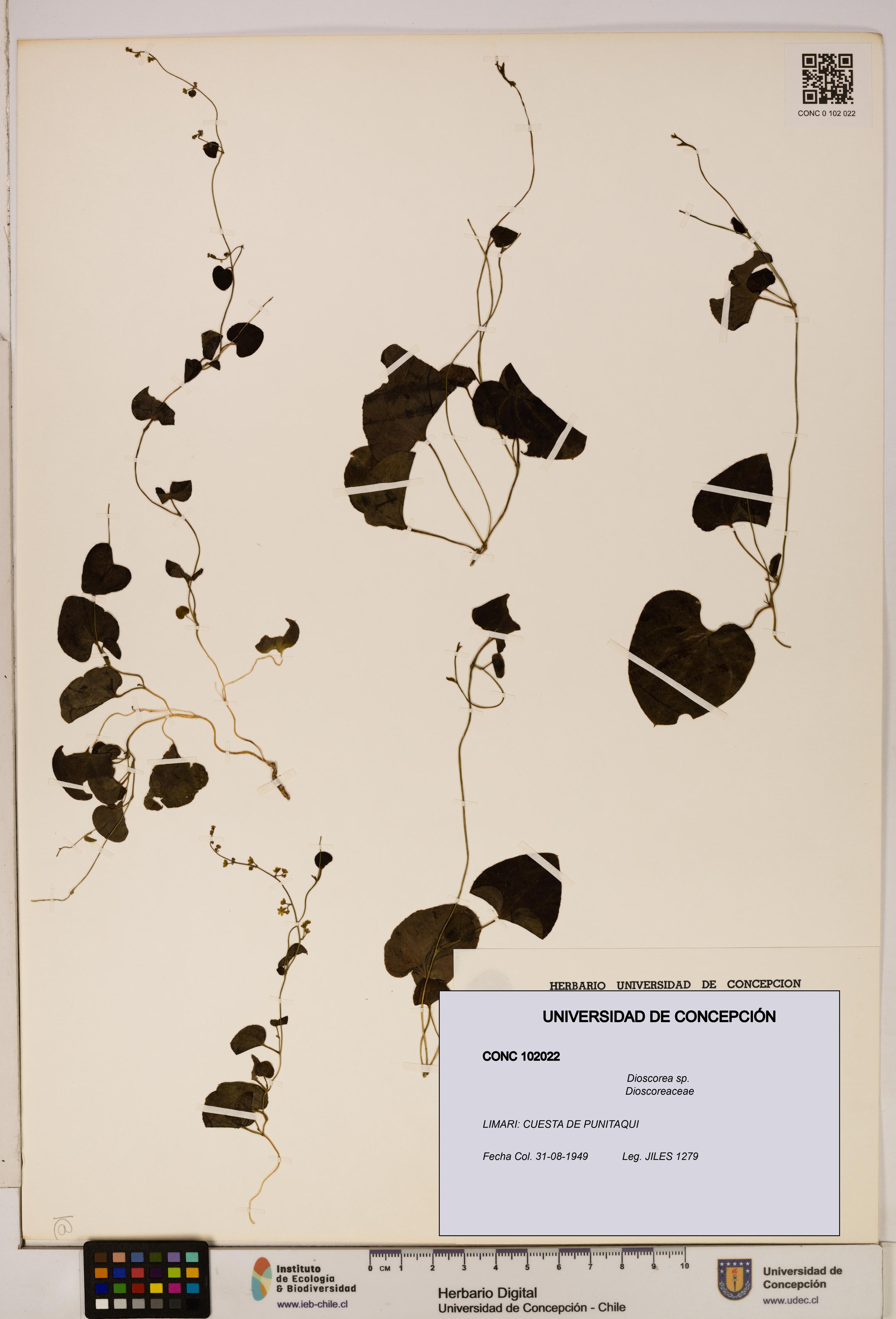 Dioscorea sp. [Espécimen: ]