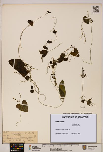 Dioscorea sp. [Espécimen: ]