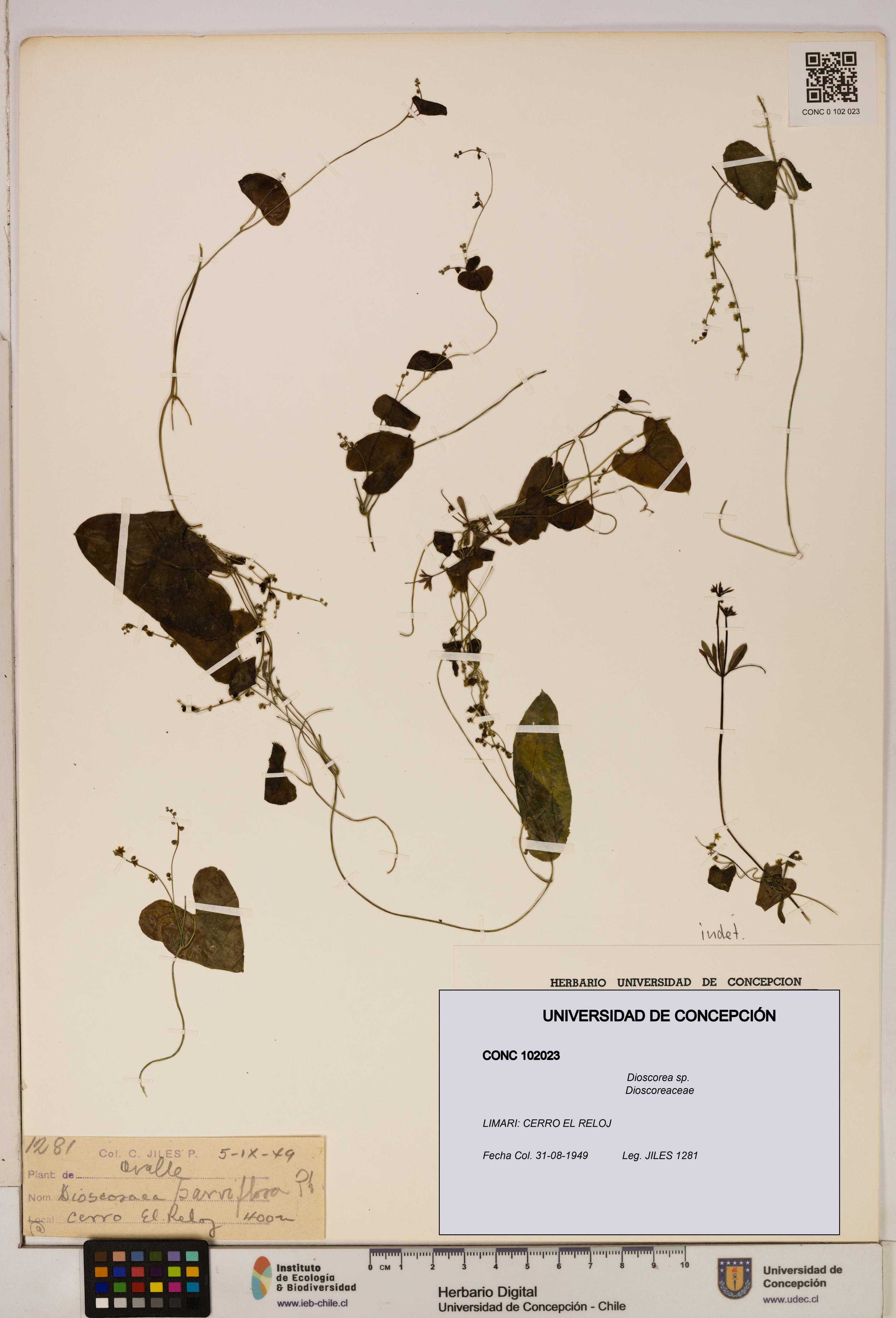 Dioscorea sp. [Espécimen: ]