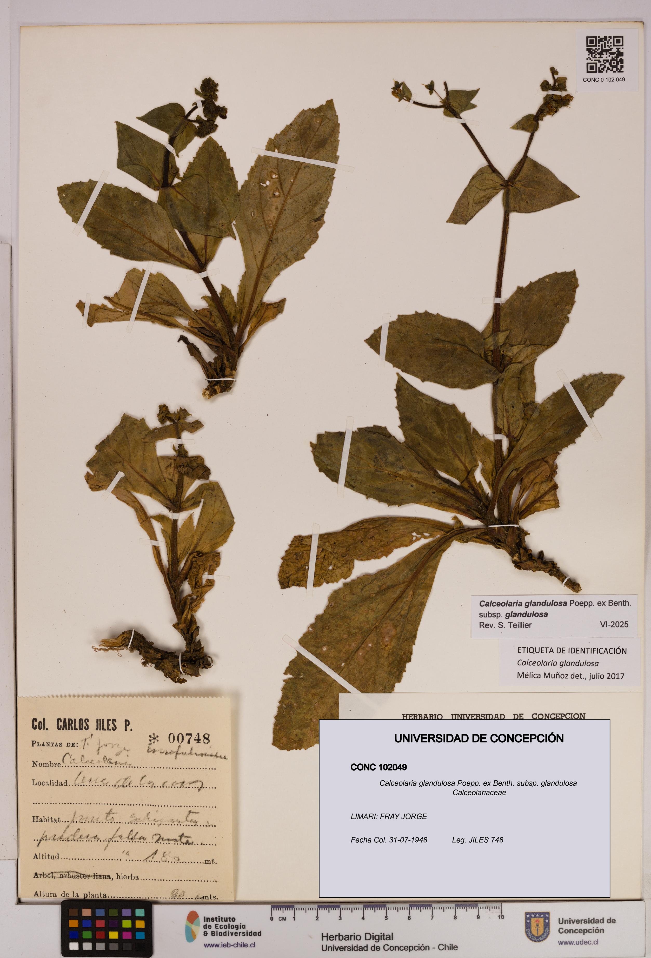 Calceolaria glandulosa [Espécimen: UDEC:CONC:0102049]