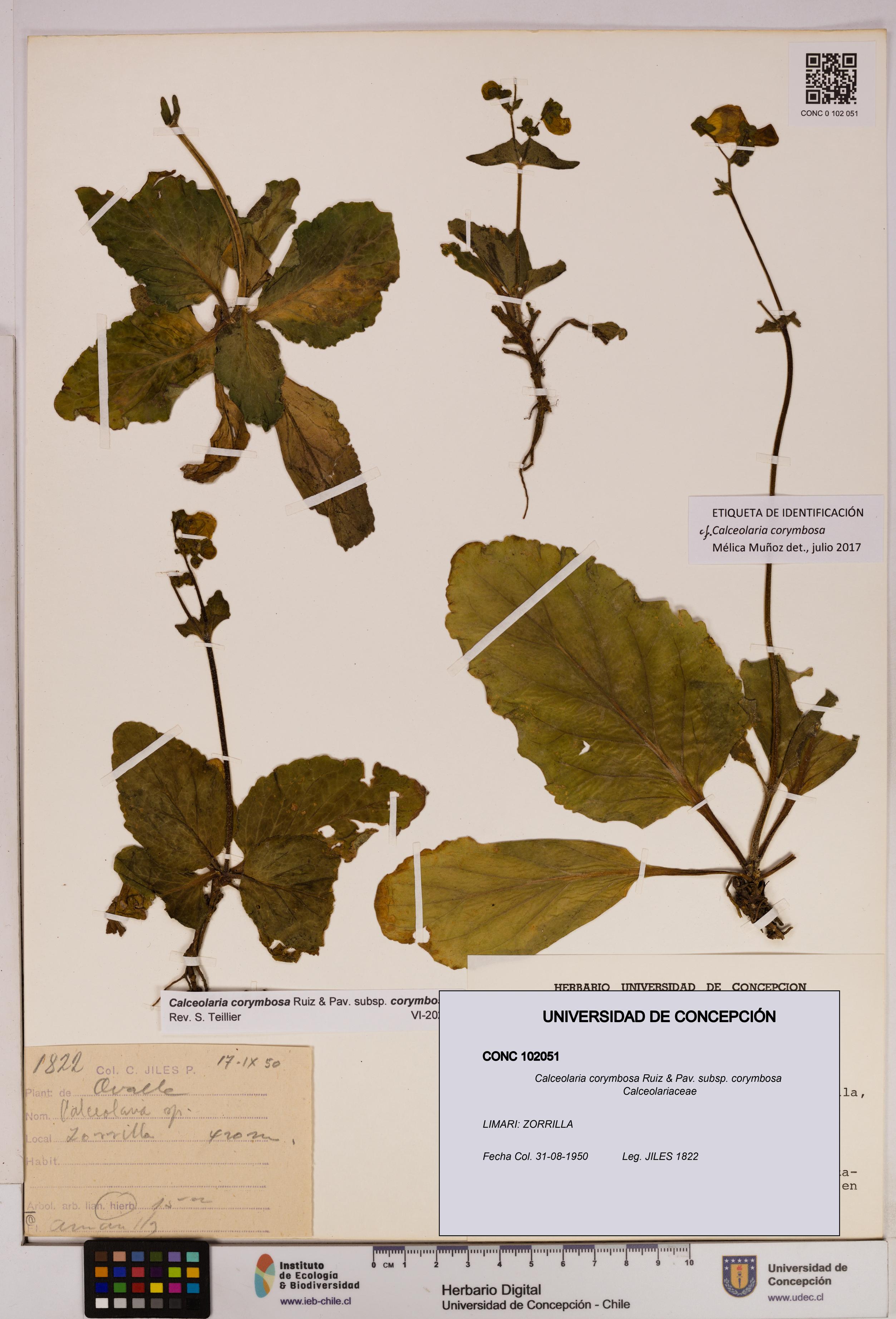 Calceolaria corymbosa [Espécimen: UDEC:CONC:0102051]
