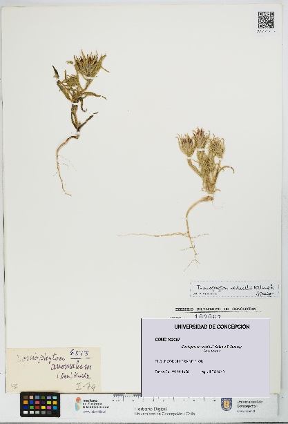Doniophyton weddellii [Espécimen: UDEC:CONC:0102067]