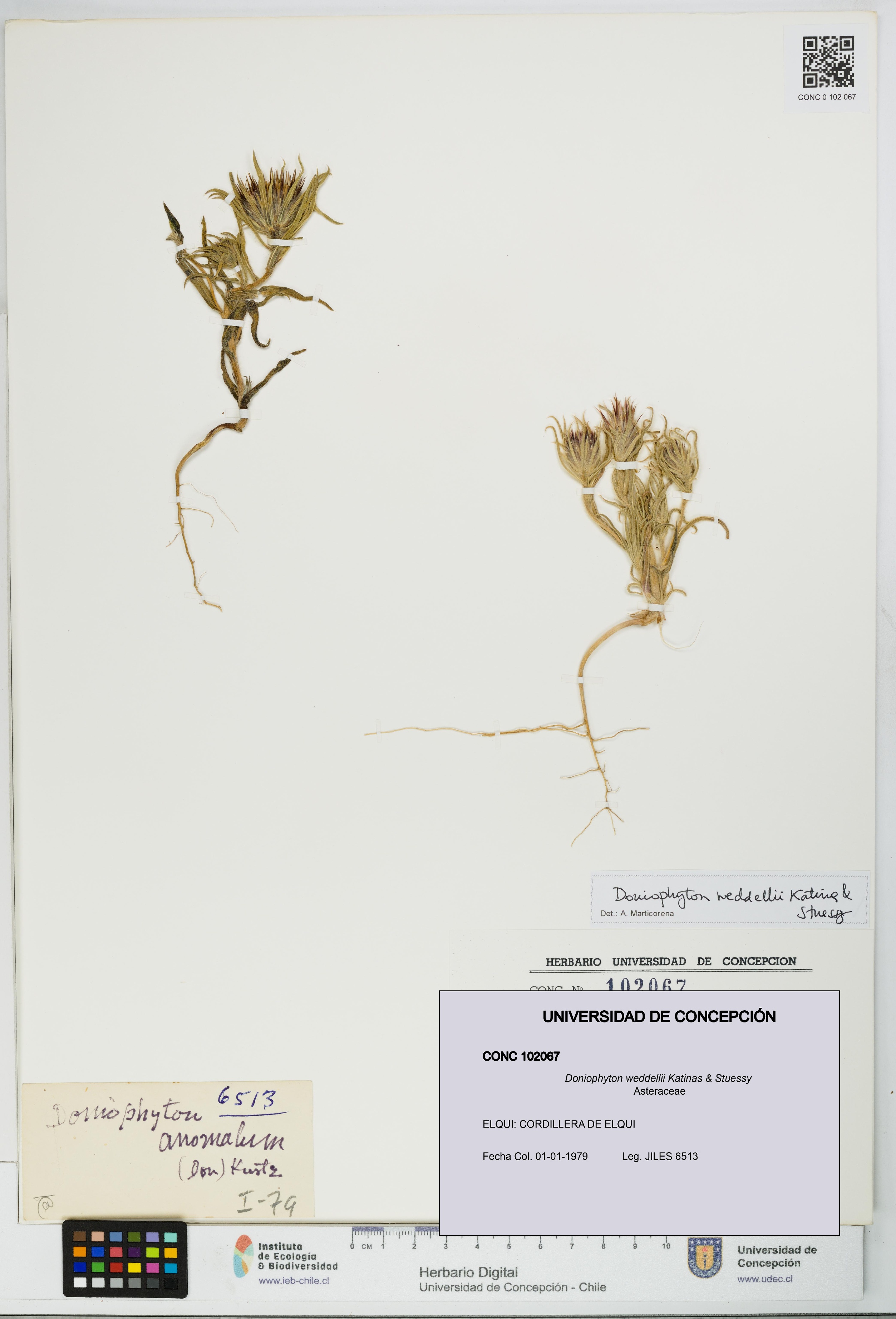 Doniophyton weddellii [Espécimen: UDEC:CONC:0102067]