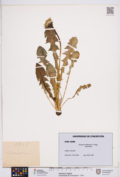 Taraxacum officinale [Espécimen: ]