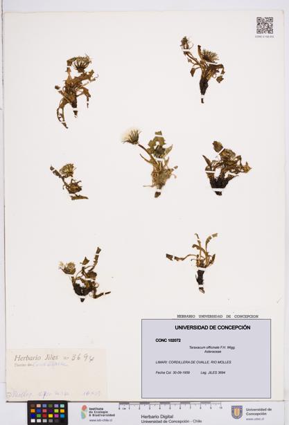 Taraxacum officinale [Espécimen: ]