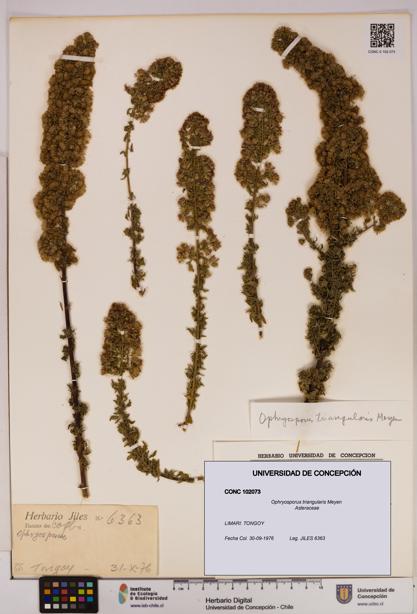 Ophryosporus triangularis [Espécimen: UDEC:CONC:0102073]