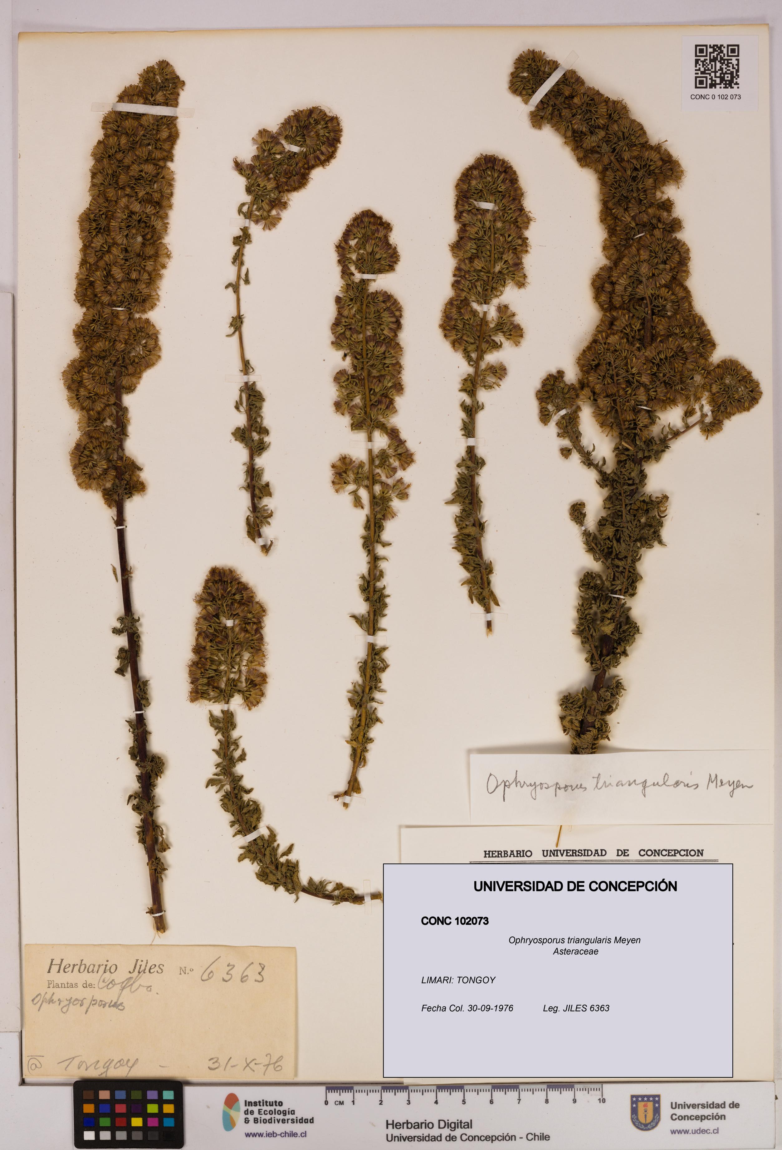 Ophryosporus triangularis [Espécimen: UDEC:CONC:0102073]