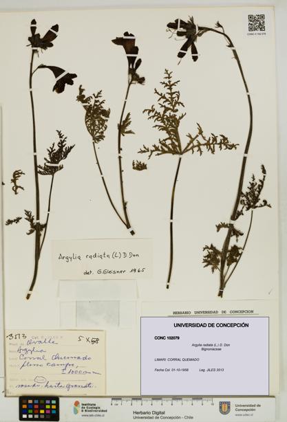 Argylia radiata [Espécimen: UDEC:CONC:0102079]