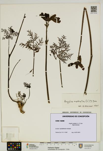 Argylia radiata [Espécimen: UDEC:CONC:0102080]