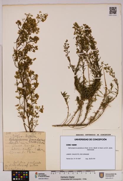 Ophryosporus paradoxus [Espécimen: UDEC:CONC:0102081]