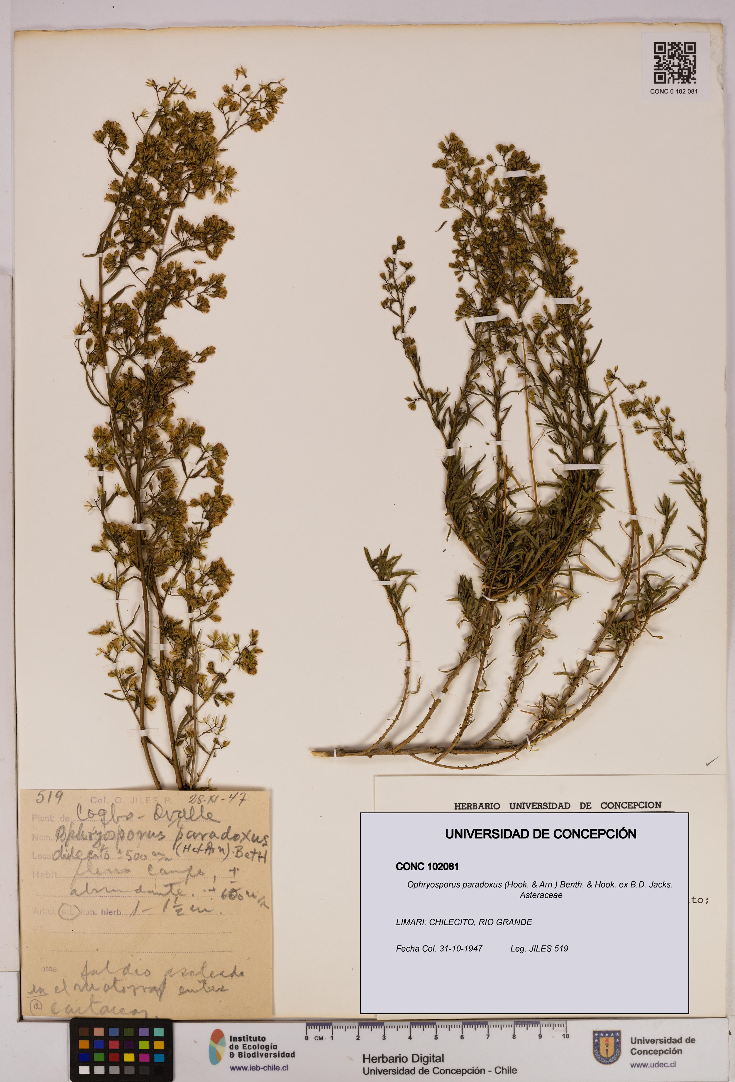 Ophryosporus paradoxus [Espécimen: UDEC:CONC:0102081]